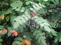 Picture of Leatherleaf Mohonia leaves and berries.