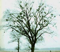 Picture of a leafless oak tree in winter with clumps of Mistletoe in the branches.