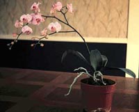 Picture of Moth Orchid plant with mutiple pink flowers.