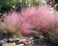 Picture of a Muhuly Grass showing wispy plumes with shimmery iridescent pinkish-purple color.
