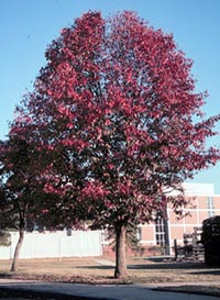 Blackgum, Sourgum, Tupelo