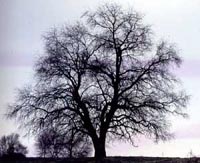 Picture of Osage Orange tree.