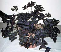 Picture of potted Purple-Leafed Oxalis (or Shamrock, 'Rubra-alba') showing dark puple foliage.
