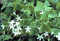 Picture of green Shamrock plant with white star-shaped flowers.