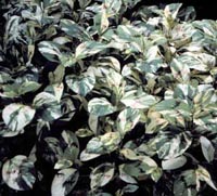 Picture of Painter's Palette foliage showing variegated colors of green,white, and red.