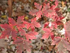 Pictures of Paperbark Maple leaves