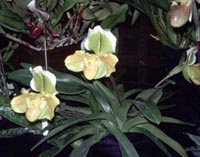 Picture of two Lady Slipper Orchid greenish-white flowers.