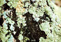 Picture closeup of Foliose Lichens.