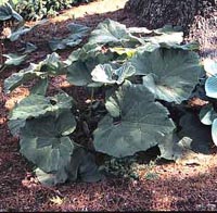 Picture of Japanese Butterbur plant with large two lobed leaves that are  3 to 4 feet.