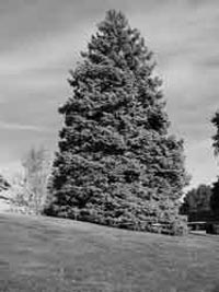 Picture of a blue spruce.