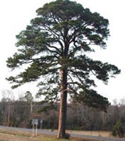 Picture of Shortleaf (or Yellow) Pine tree.