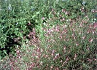 Picture of Pink Wand Flower plant with purple flowers.