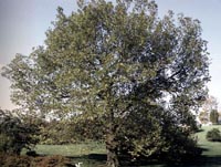 Picture of Sycamore tree.