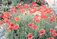 Picture of Field Poppy (Flanders Poppy or Corn Poppy) bright red flowers with dark centers. 