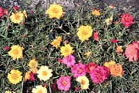 Picture of multiple Moss Rose flowers in colors of yellow, orange, and pink.