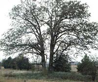 Picture of Post Oak tree with two main trunks.