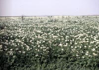 Picture of a field of Burbank Potato plants with white flowers.