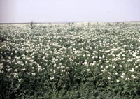 Picture of a field of Burbank Potato plants with white flowers.