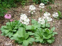 Picture of Candalabra Primrose plants, some with white flowers, some with pink flowers. 