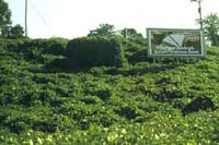 Picture of a  Kudzu (or Mile-a-minute vine) vine-covered hill.