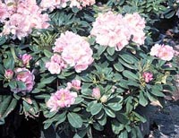 Picture clsoeup of Catawba Rhododendron pink and white flowers.