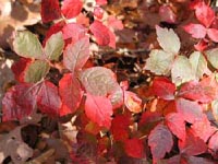 Picture of red leaves of Fragrant Sumac.