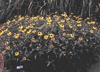 Picture of Golstrum that is a 2-foot tall with a crown of golden yellow flowers with brown center. The flowers are 3-inches across. The the hat-shaped central eye is a little less than an inch wide.