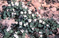 Picture of Rue Anemone plants with small white flowers with yellow centers.