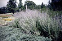 Picture of Russian Sage plants with soft gray foliage and misty-blue flower spikes.