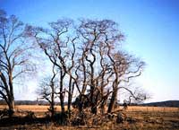 Picture of tall Sassafras trees after leaf fall.