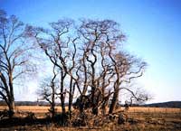 Picture of tall Sassafras trees after leaf fall.