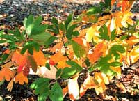 Picture closeup of Sassafras branch with foliage in green and bright fall colors.