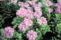 Autumn Joy Sedum, Live-for-Ever, Stonecrop
