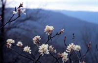 Picture closeup of Sarvis (Service Berry, Juneberry, Shadbush) white five-petaled flowers.