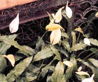 Picture of Peace Lily (or Spath) showing small white lily flowers and foliage.