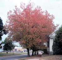 Sweetgum Sweetgum