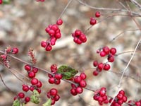 Picture closeup of Buckbush red berry-like fruit.