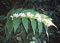 Picture of a Toadlilly, variegated green leaves with yellow halo and blooms that have six petals that are splattered with brownish purple blobs on a white background.