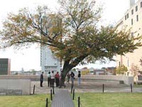 Picture of Oklahoma City's Survivor Tree, an American Elm, that withstood the bombing of the Murrah Federal Building in 1995.