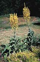 Picture of common mullen with yellow flower stalks.