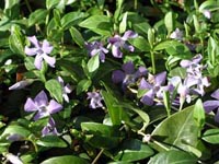 Bowles Vinca Minor, Periwinkle