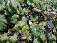 Picture of Concord Grape fruit bunches hangin on the vine.