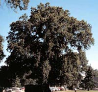 Picture of large Willow Oak tree.