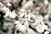 Picture of White Forsythia branch with white flowers.