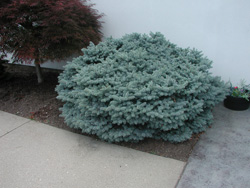 Picture of a Montgomery Dwarf Blue Spruce