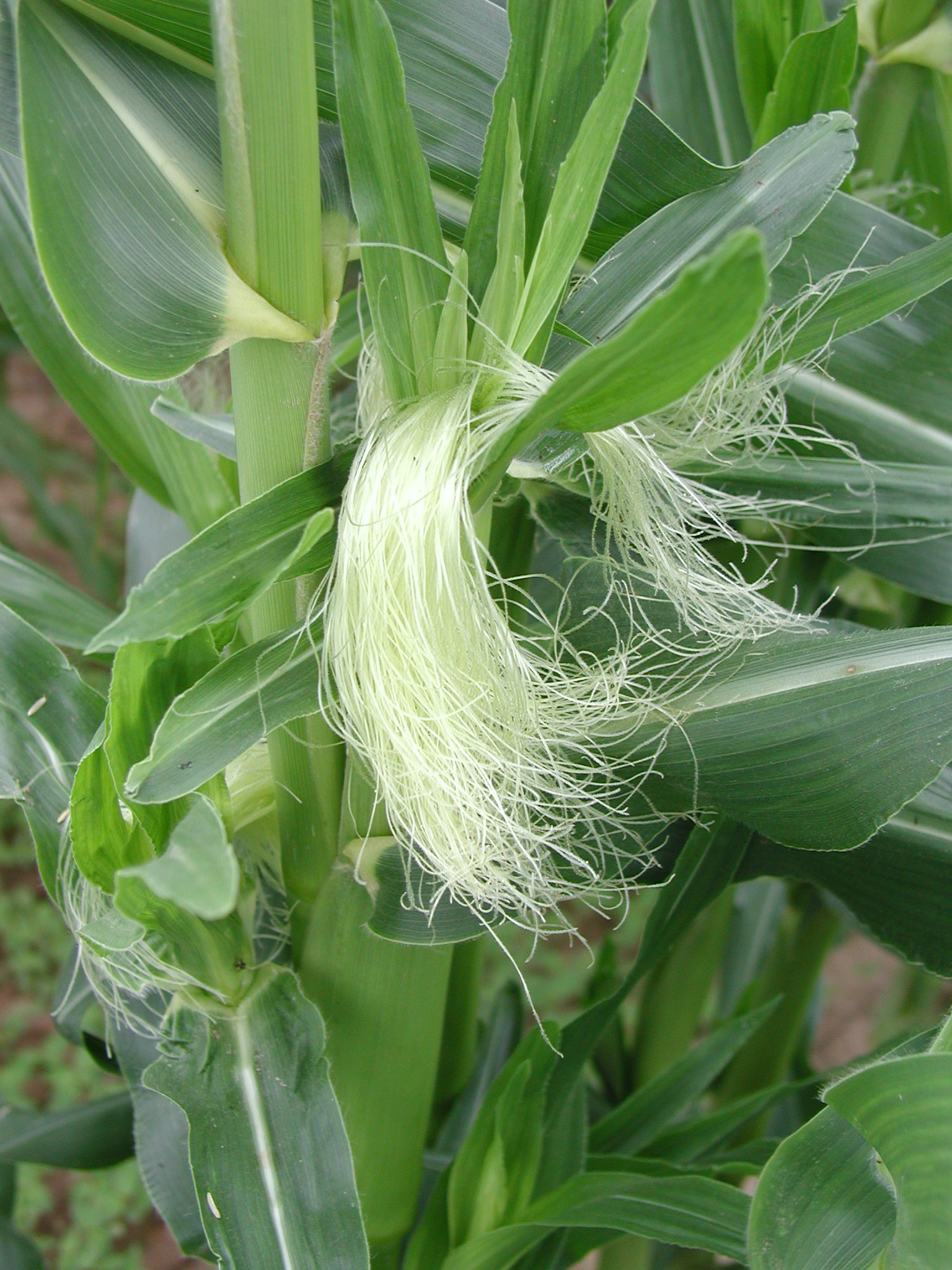 Corn is one of the world’s most important crops and scientists have labored for over a century in an effort to understand how it was developed. Image courtesy Gerald Klingaman.