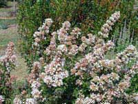 Picture of an Chinese Abelia shrub with white flower spikes.