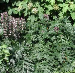 Picture of Acanthus