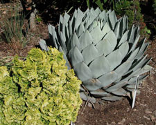 Picture of an agave