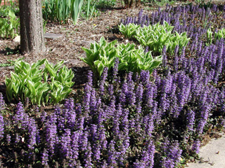 Picture of Ajuga, Bugleweed